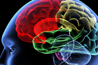 brain2